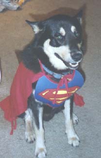 SuperDante, faster than a speeding bull terrier!